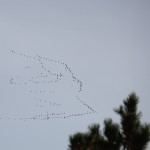 Flocks of Geese