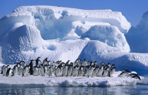 Adelie_Penguins_in_Antarctica