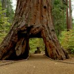 Iconic Redwood 1