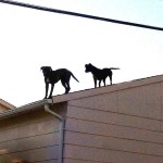 Dogs on Roof
