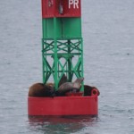 Sea lions on a bouy