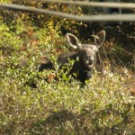 Cow Moose In Shirley's Yard