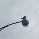 Dove on a light pole