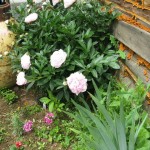 Peonies in front of the house