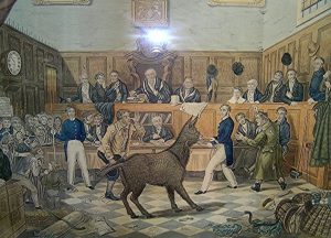 donkey-on-trial