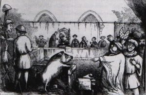 pig-trial