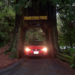 Our car in a redwood tree